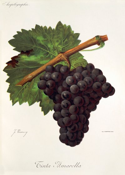 Tinto Amarella-druif door J. Troncy door Jules Troncy