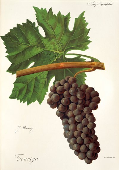 Touriga druif door J. Troncy door Jules Troncy