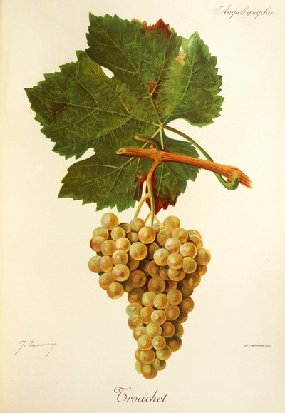 Trouchet druif door Jules Troncy