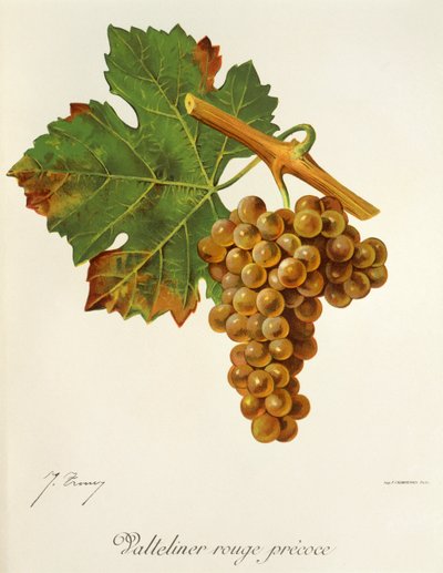 Valteliner Rouge Precoce druif door Jules Troncy
