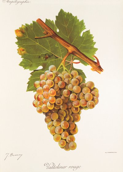 Valteliner Rouge-druif door Jules Troncy