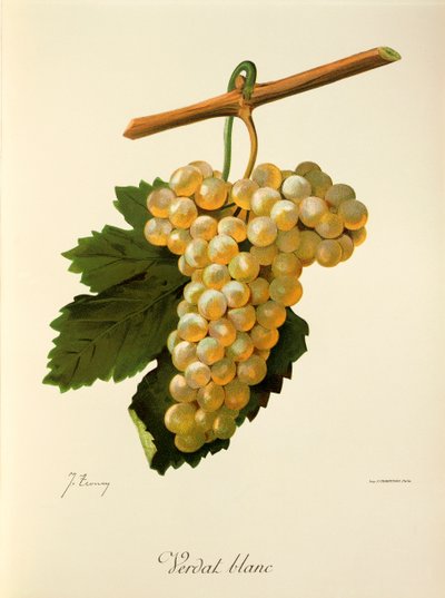 Verdat Blanc druif door J. Troncy door Jules Troncy