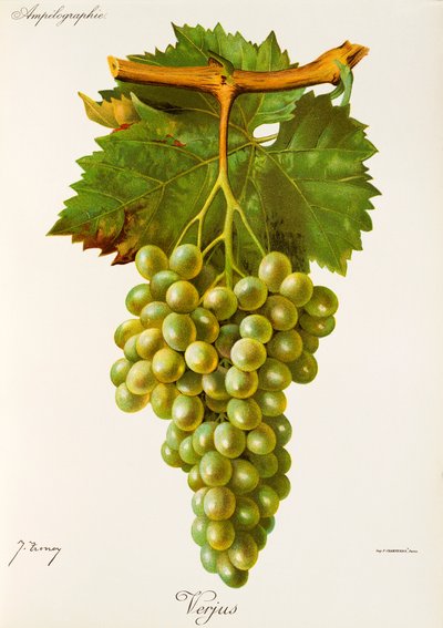Verjus druif door Jules Troncy