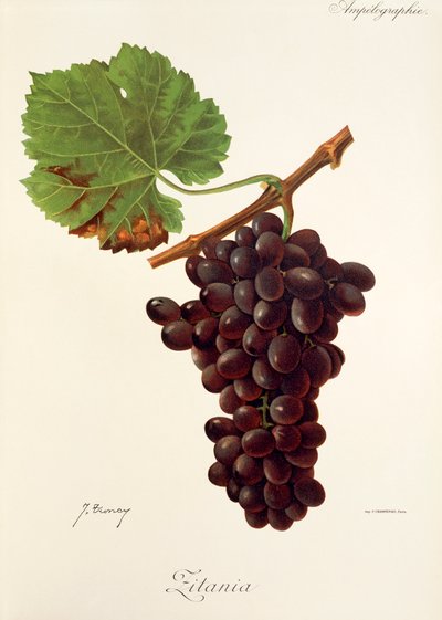 Zitania druif door J. Troncy door Jules Troncy