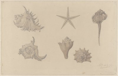 Studieblad met schelpen door Julie de Graag