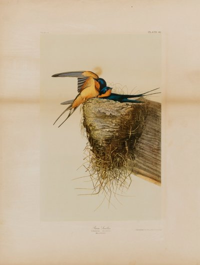 Boerenzwaluw door Julius Bien
