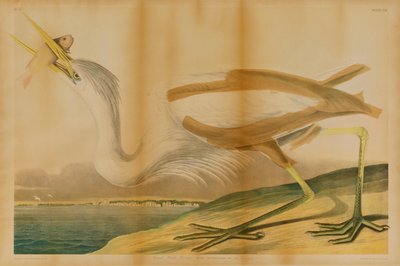 Grote witte reiger door Julius Bien