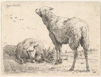 Twee schapen, één frontaal getoond in een liggende positie met de poten eronder gevouwen, ca. 1655 door Karel Du Jardin
