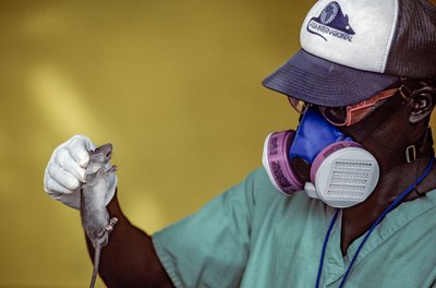 Labtechnicus houdt een Lassa-rat vast en draagt een gezichtsmasker om Lassa-koorts te voorkomen. door Karen Kasmauski