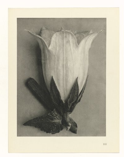 Plantstudies (Urformen der Kunst: photographische Pflanzenbilder) door Karl Blossfeldt