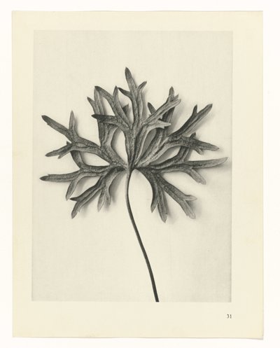 Plantstudies (Urformen der Kunst: photographische Pflanzenbilder) door Karl Blossfeldt