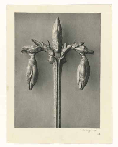 Plantstudies Urformen der Kunst: fotografische plantenbeelden (serietitel) door Karl Blossfeldt