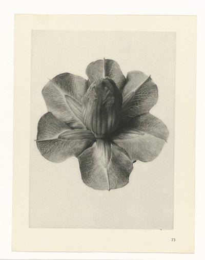 Plantstudies Urformen der Kunst: fotografische plantenbeelden (serietitel) door Karl Blossfeldt