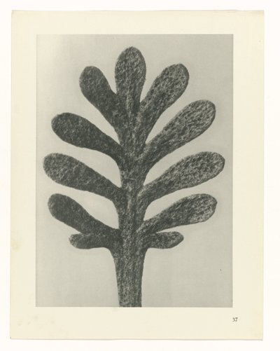 Plantstudies Urformen der Kunst: fotografische plantenbeelden (serietitel) door Karl Blossfeldt