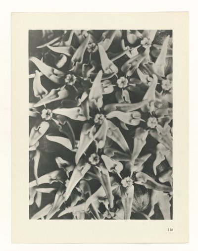 Plantstudie (Urformen der Kunst) door Karl Blossfeldt