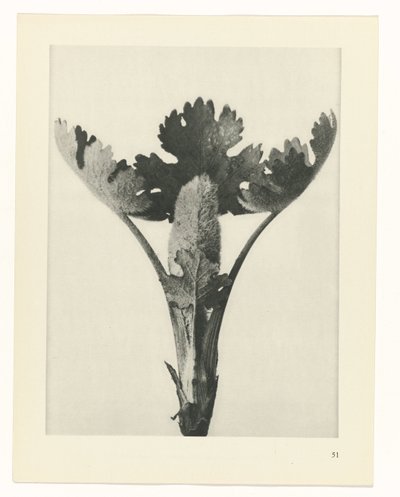 Plantstudie (Urformen der Kunst) door Karl Blossfeldt