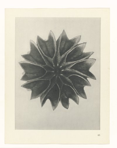 Plantstudie (Urformen der Kunst) door Karl Blossfeldt