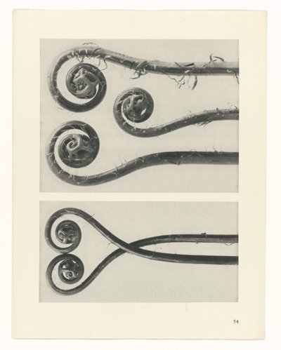 Plantstudie (Urformen der Kunst) door Karl Blossfeldt