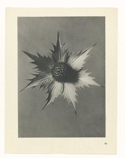 Plantstudie (Urformen der Kunst) door Karl Blossfeldt