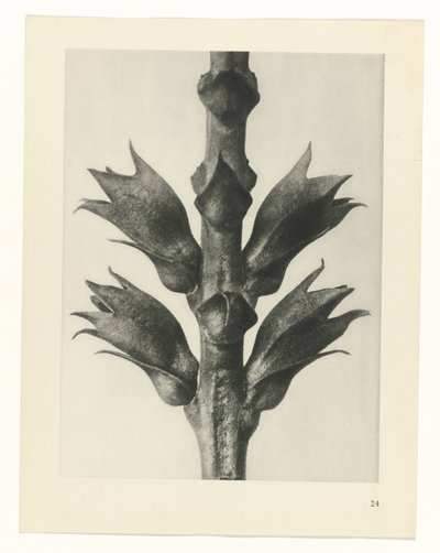 Plantstudie (Urformen der Kunst) door Karl Blossfeldt