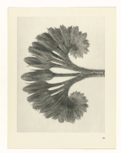 Plantstudie Urformen der Kunst (serietitel) door Karl Blossfeldt