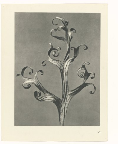 Plantstudie Urformen der Kunst (serietitel) door Karl Blossfeldt