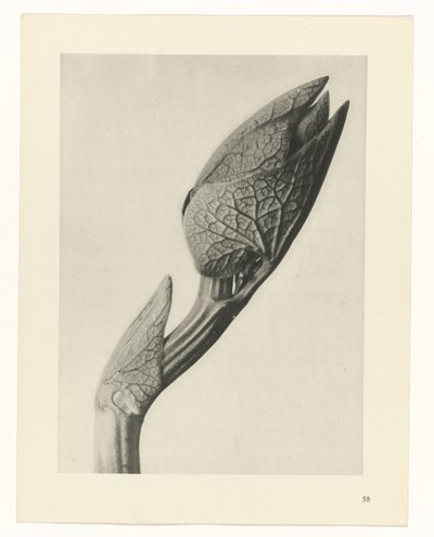 Plantstudie Urformen der Kunst (serietitel) door Karl Blossfeldt