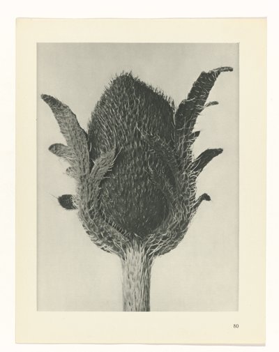Plantstudie Urformen der Kunst (serietitel) door Karl Blossfeldt