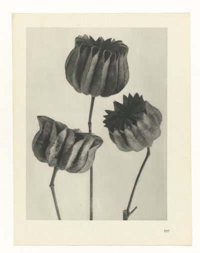 Plantstudie Urformen der Kunst (serietitel) door Karl Blossfeldt