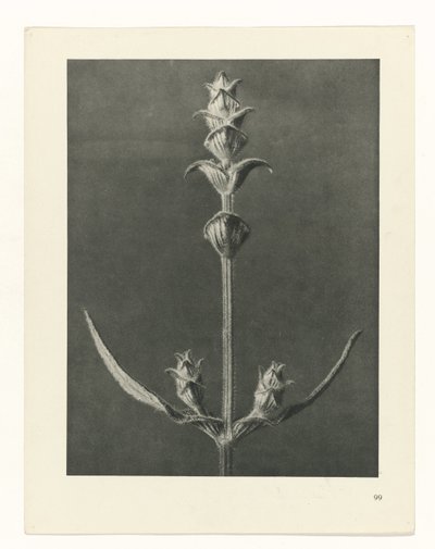 Plantstudie Urformen der Kunst (serietitel) door Karl Blossfeldt