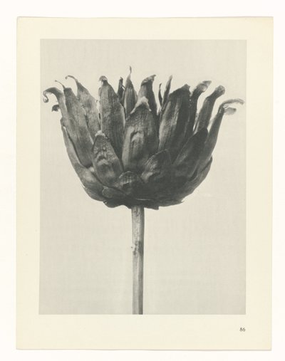 Plantstudie Urformen der Kunst (serietitel) door Karl Blossfeldt