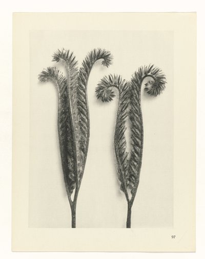 Plantstudie Urformen der Kunst (serietitel) door Karl Blossfeldt