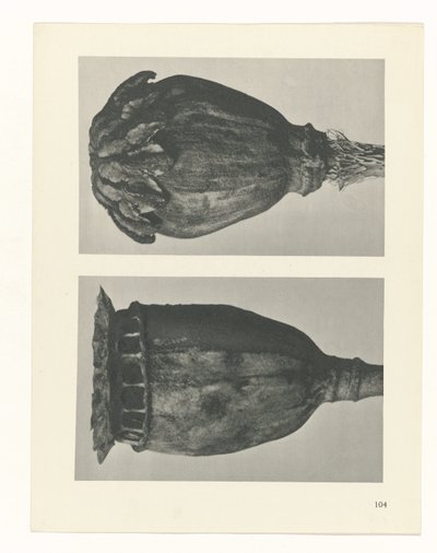 Plantstudie Urformen der Kunst (serietitel) door Karl Blossfeldt