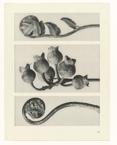 Plantstudie Urformen der Kunst (serietitel) door Karl Blossfeldt