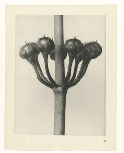 Plantstudie (Urformen der Kunst) door Karl Blossfeldt