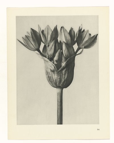 Plantstudie (Urformen der Kunst) door Karl Blossfeldt