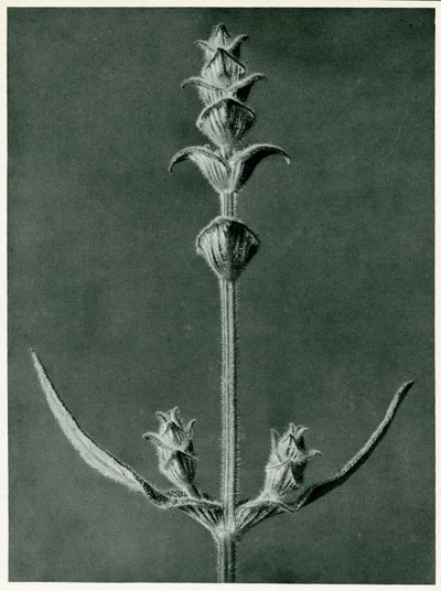 Salvia, 1929 door Karl Blossfeldt