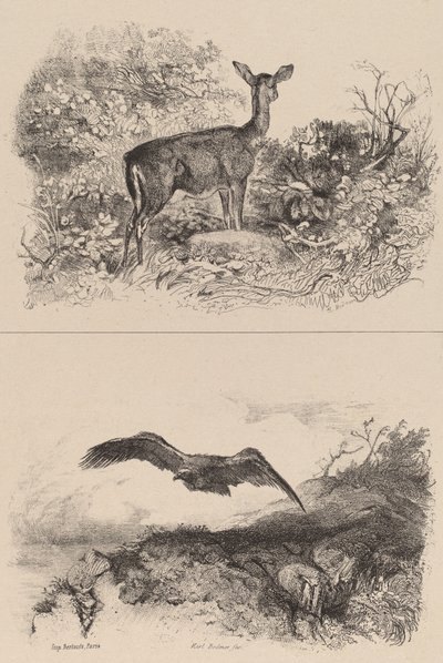 Hert, Adelaar door Karl Bodmer