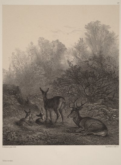 Rustende hinden door Karl Bodmer