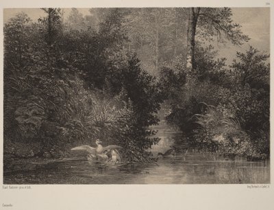 Eenden door Karl Bodmer