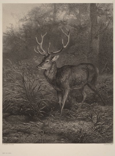  door Karl Bodmer
