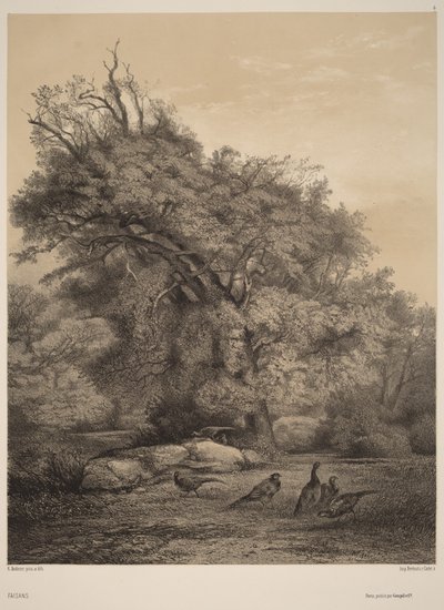 Fazanten door Karl Bodmer