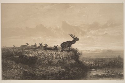 De ochtend. Hert en hinden door Karl Bodmer