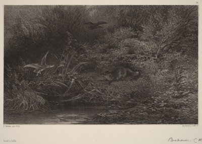 Loerende vos door Karl Bodmer