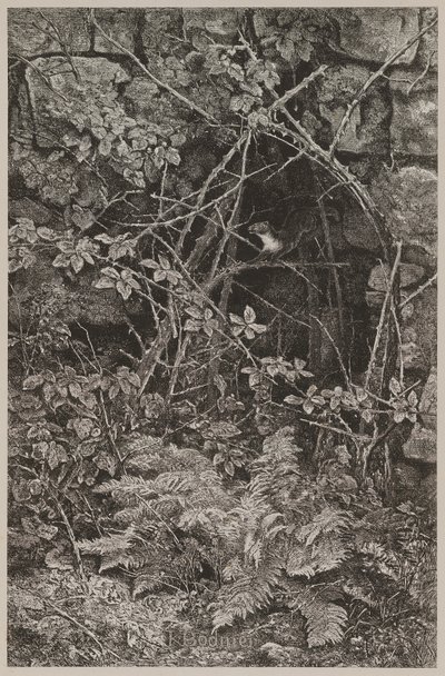  door Karl Bodmer