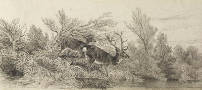 Hert in het bos door Karl Bodmer