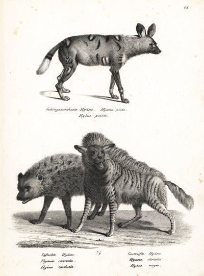 Afrikaanse wilde hond, gevlekte hyena en gestreepte hyena. Lithografie door Karl Joseph Brodtmann uit Heinrich Rudolf Schinz