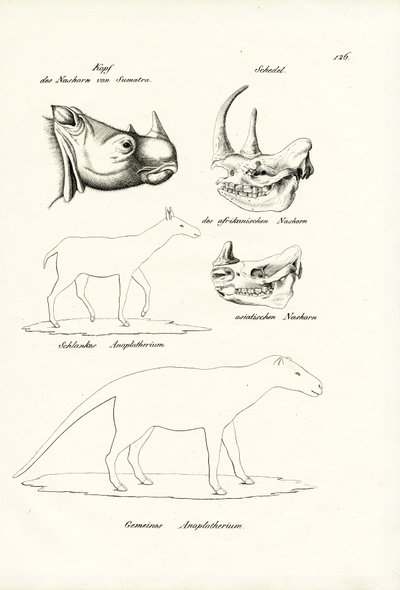 Hoofd van Sumatra-neushoorn, 1824 door Karl Joseph Brodtmann