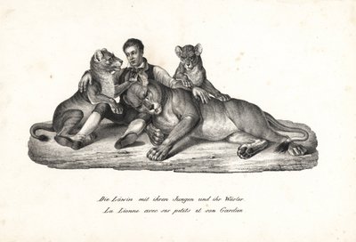 Leeuwin en welpen met trainer, Panthera leo. Lithografie door Karl Joseph Brodtmann uit Heinrich Rudolf Schinz