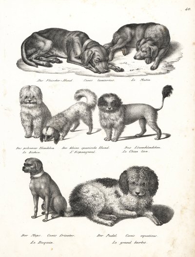 Lurcher of matin hond, Canis laniarius, Bichon, Spaanse hond, Chow Chow, Mopshond, Canis fricator, en Poedel of waterjachthond, Canis aquaticus. Lithografie door Karl Joseph Brodtmann uit Heinrich Rudolf Schinz